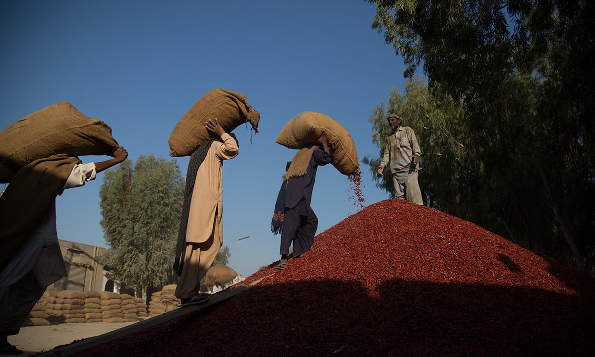 Workers in Kunri unload dried chillies brought in from the fields