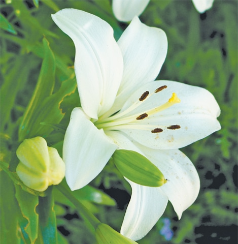 Oriental lily &mdash; snowflake