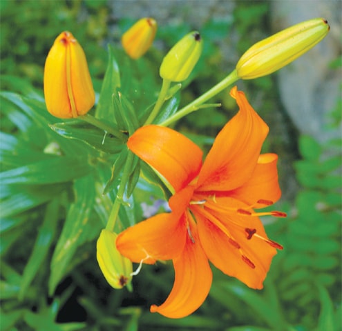 Asiatic lily &mdash; Orange enchantment
