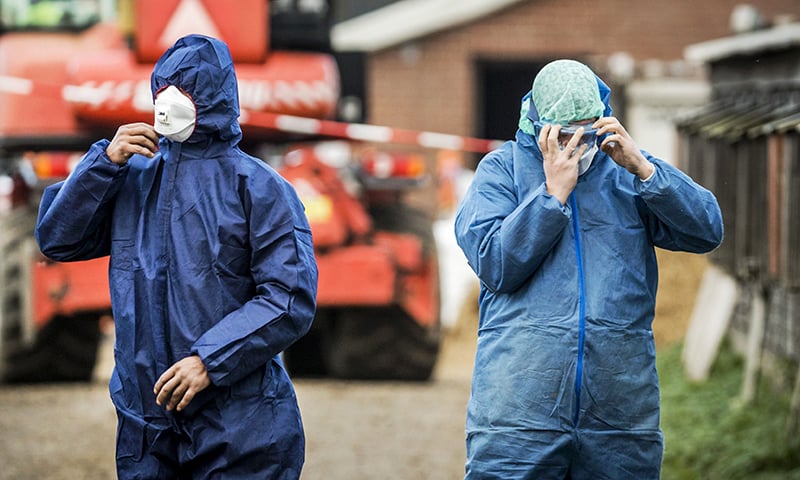 Dutch workers in protective gear get ready to cull ducks as part of prevention measures against bird flu at a duck farm in Hierden on November 27. ─AFP Dutch workers in protective gear get ready to cull ducks as part of prevention measures against bird flu at a duck farm in Hierden on November 27. ─AFP
