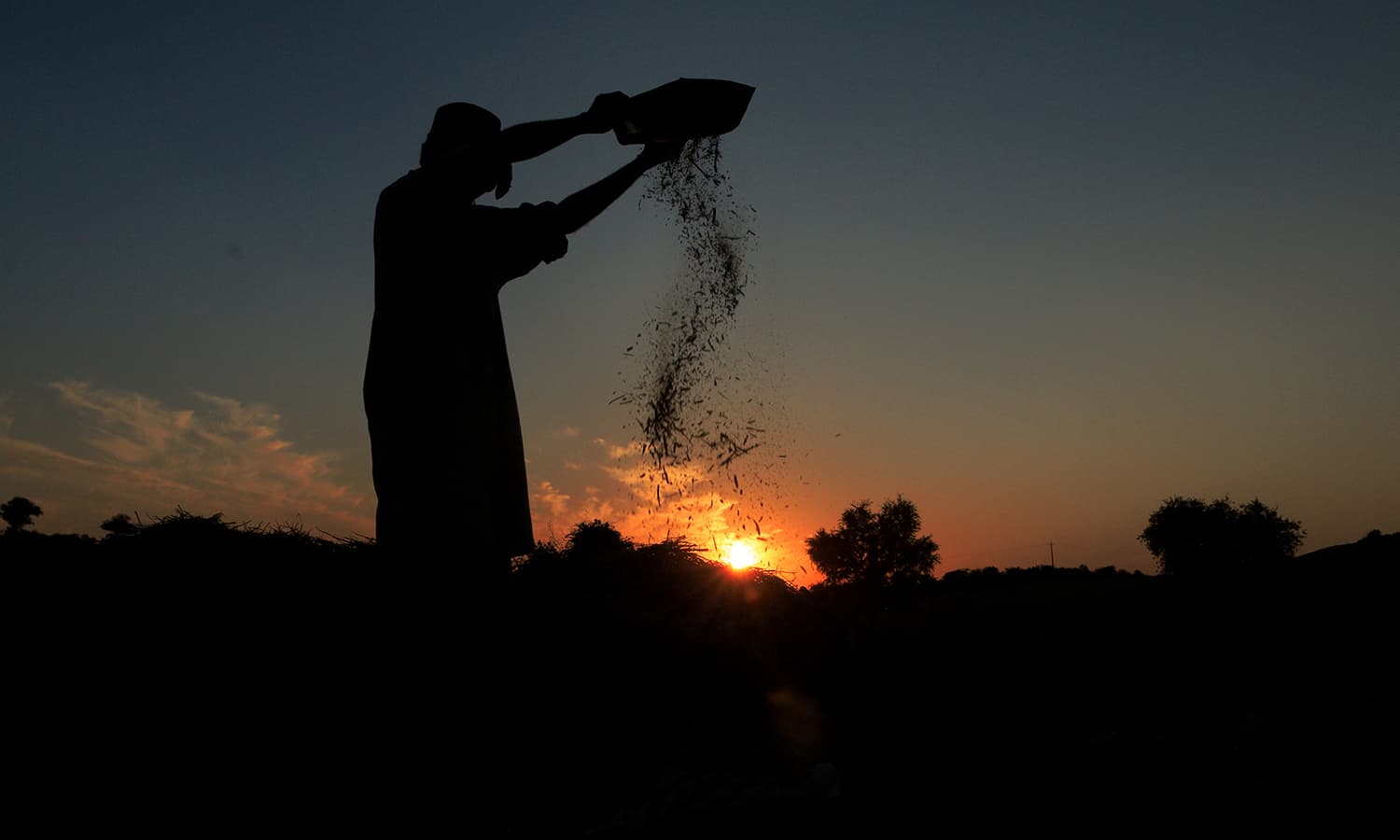 A villager cleans the seeds as the sun sets.