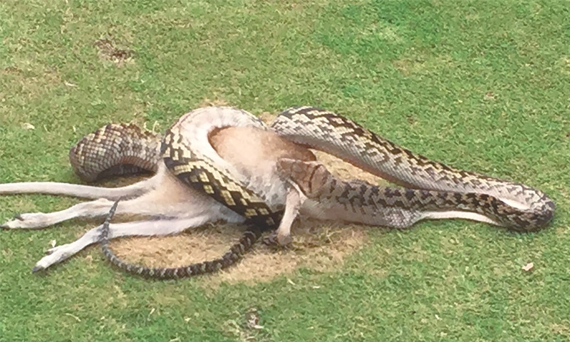 CAIRNS (Australia): This photo released by golfer Robert Willemse on Tuesday shows a four-metre python wrestling with a wallaby in the middle of a fairway on a golf course in Cairns, Queensland. A routine round of golf last week took a uniquely Australian turn when stunned players found a giant python wrestling with a wallaby on the fairway.&mdash;AFP