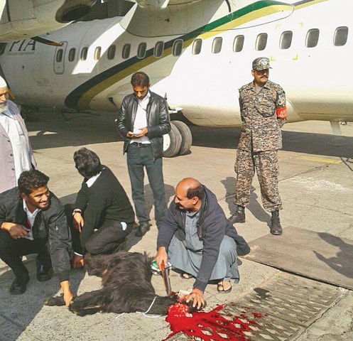 A GOAT being offered as a sacrifice (sadqa) before the take-off of a PIA ATR-42 aircraft on Sunday.—INP