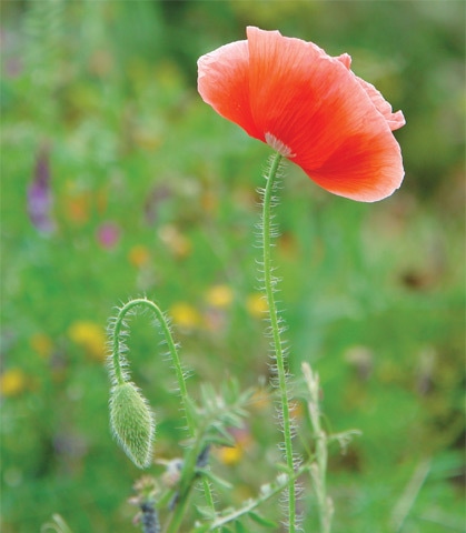 Sow some last minute poppies now