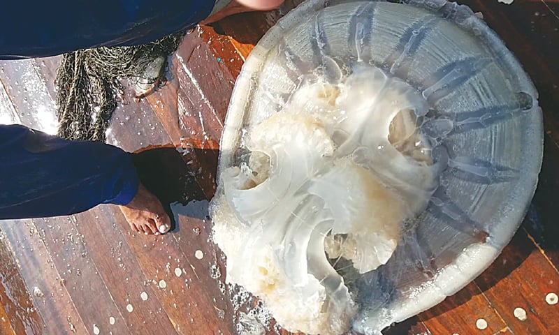 A GIANT jellyfish caught in a fishing net is kept on a boat&rsquo;s deck.