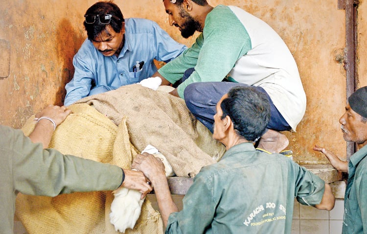THE zoo staff collect hair samples from the sedated lioness. &mdash;Fahim Siddiqi / White Star