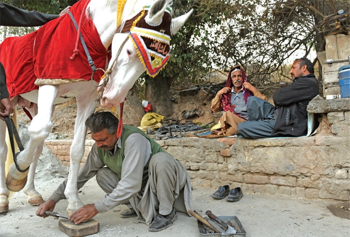 After adjusting a horseshoe for a dancing horse, the farrier trims and cleans the hooves.