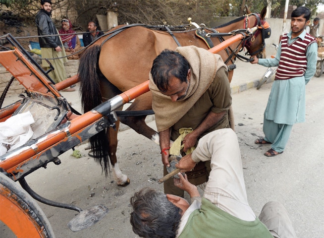 Nailing a horseshoe onto a racehorse can be tricky and requires practice