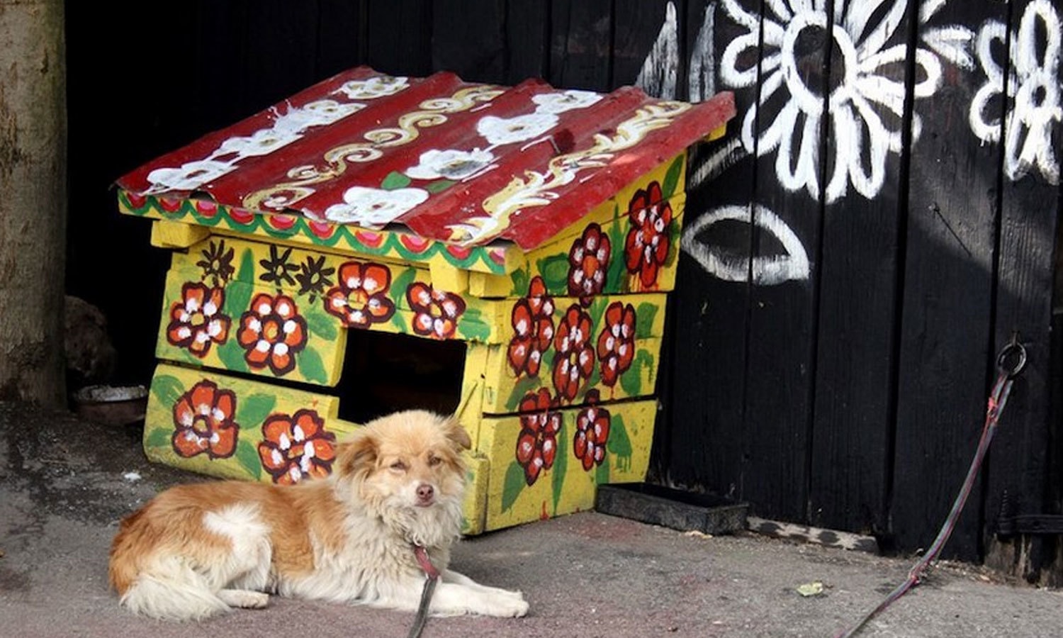 تصویر بورڈ پانڈا