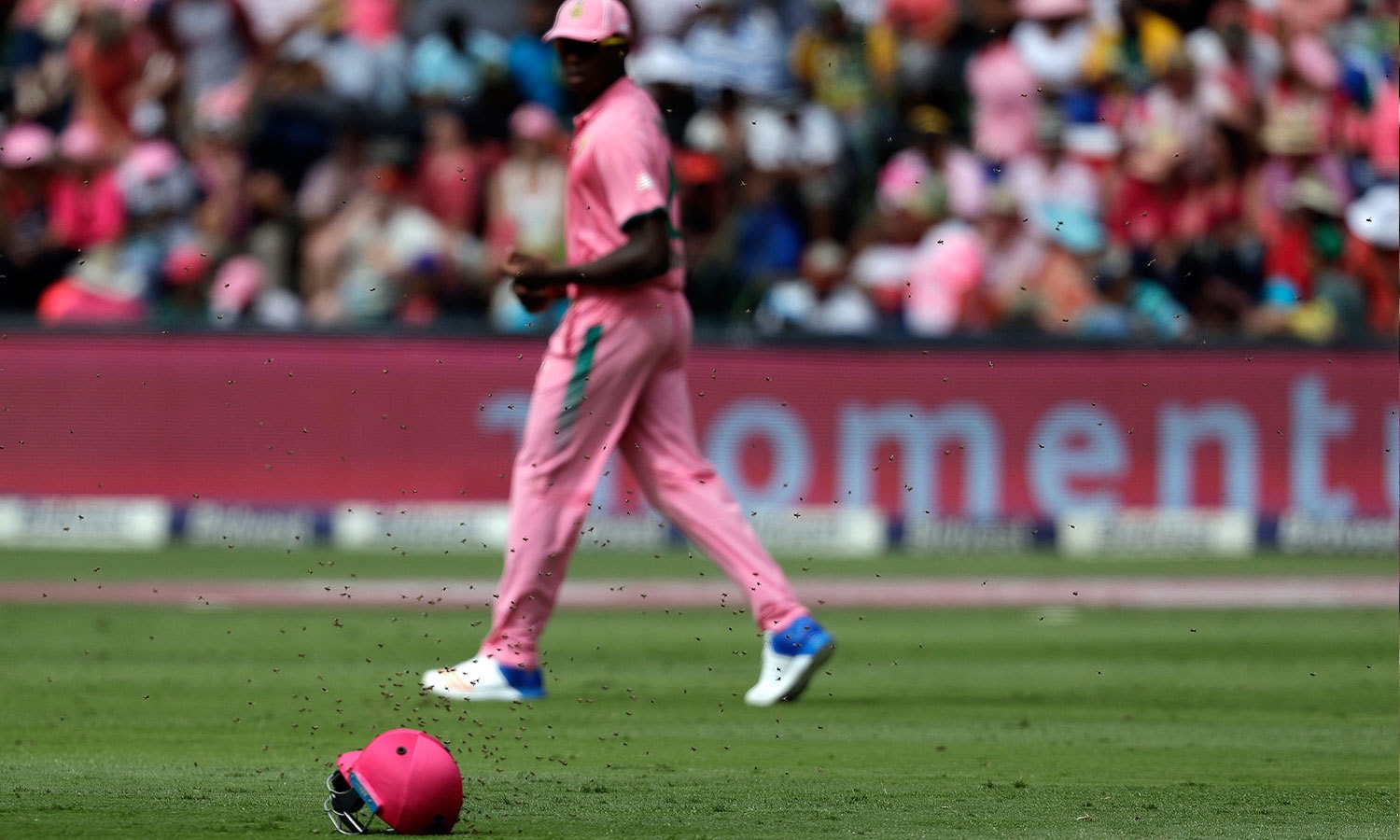 مکھیوں کی مداخلت پر میچ کو وقتی طورپر روک دیا گیا&mdash;فوٹو: اے پی