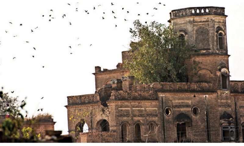 A poplar tree grows through the walls of the haveli. A poplar tree grows through the walls of the haveli.