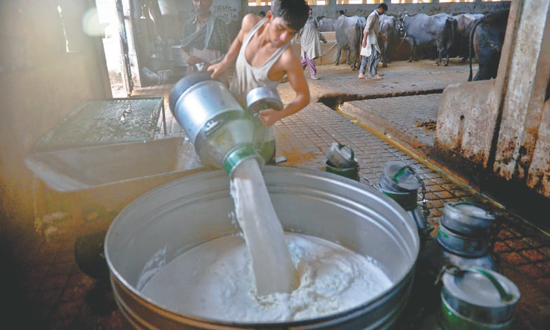 Collecting the milk in big tubs to cool. / Photos by Fahim Siddiqi / White Star