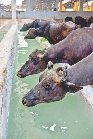 A cool drink of water for the buffaloes. / Photos by Fahim Siddiqi / White Star