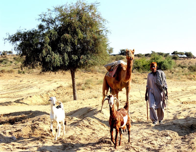 A local man walks his livestock. — Photo by author