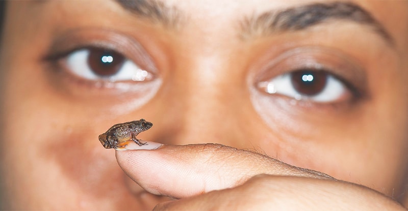 This handout photo shows a 13.6mm Vijayan’s Night Frog (Nyctibatrachus pulivijayani) being held in Agasthyamala in the southern Indian state of Kerala. Scientists have discovered four new species of miniature night frogs small enough to sit on a fingernail in a remote part of India, according to a report published on Tuesday. The researchers, who spent five years exploring the lush Western Ghats mountains, said the tiny amphibians were there in abundance but had likely been overlooked because of their size.—AFP