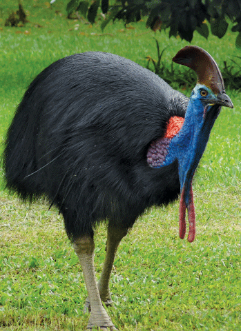 cassowary attack gif