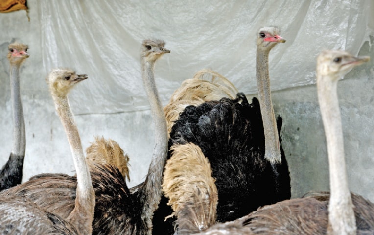 Ostriches roam around the open area allocated to them in the hatchery.