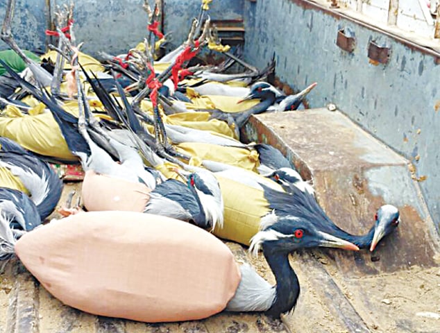 DEMOISELLE cranes trapped in Sonmiani, Balochistan, being taken to an unidentified location.