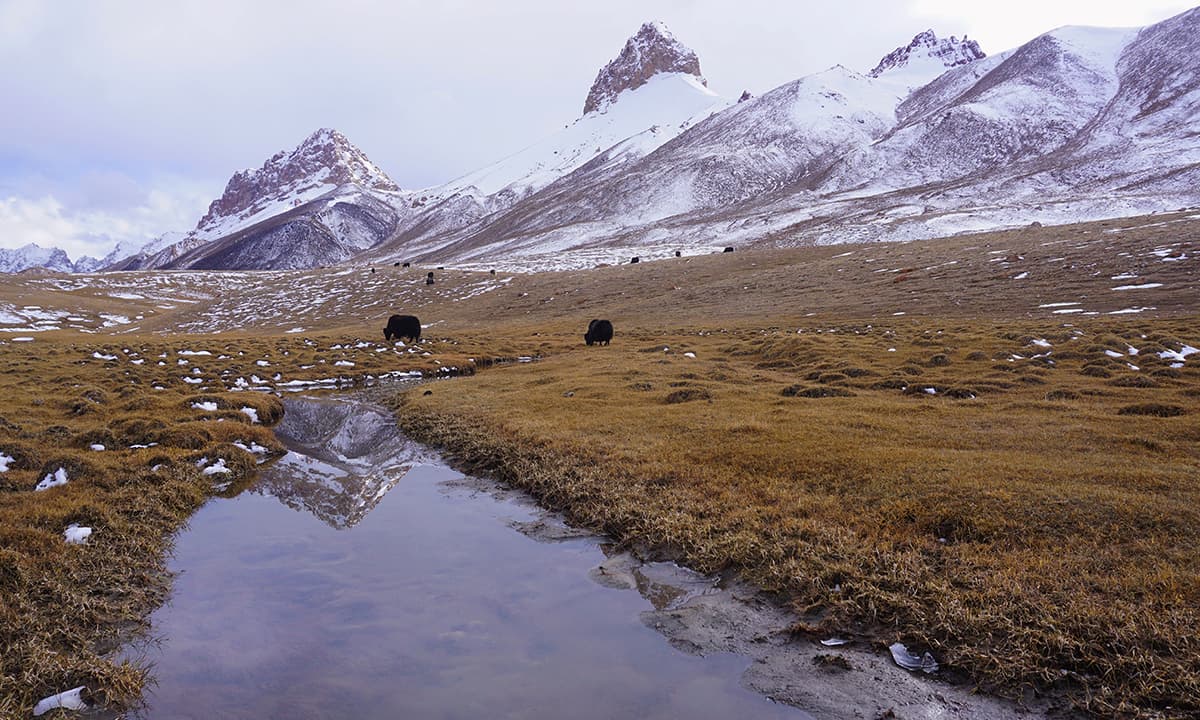 Yaks grazing in the high pastures of Shimshal Pass at 4735m