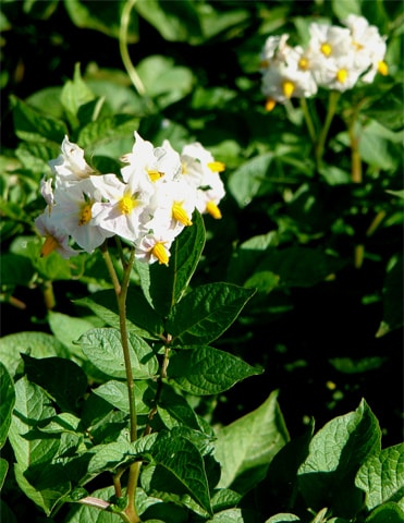 In full bloom: Potato flowers