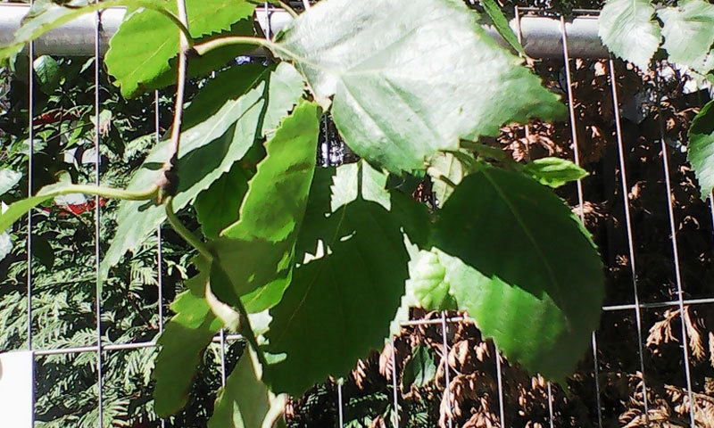 فوٹو: بزنس انسائیڈر