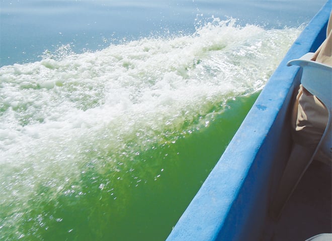A SNAPSHOT of the decaying sea sparkle bloom in offshore waters.