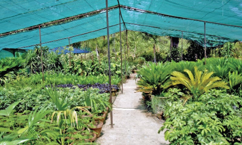 Indoor plants are grown in greenhouses, and during the summer, most plants grow in the shade to avoid direct sunlight.