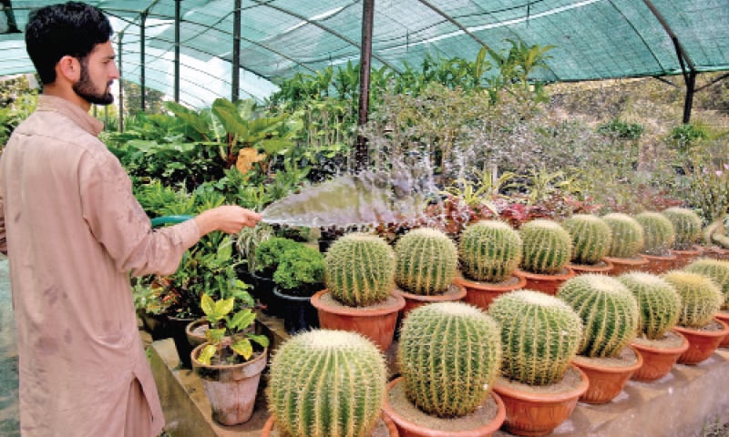 A gardener waters rare cacti to keep them from dehydrating in the heat.