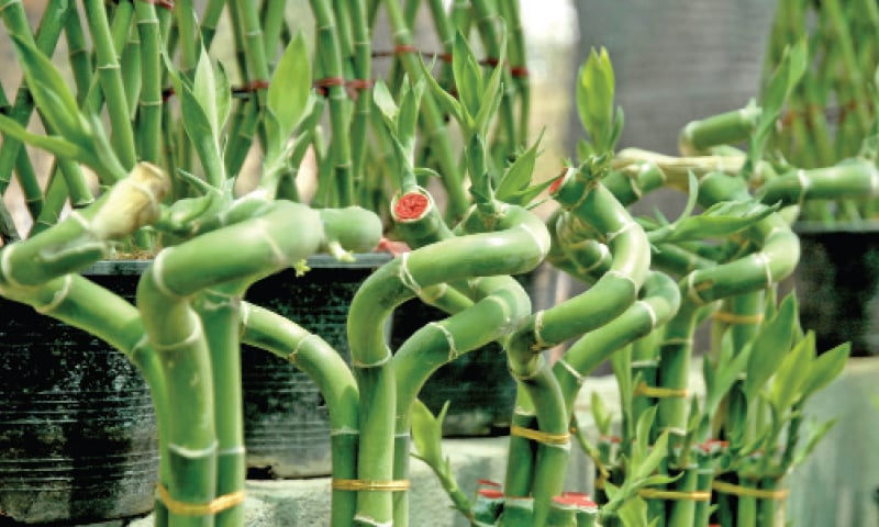 Bamboo plants, which can grow in small pots and vases, are in high demand. It can take gardeners&rsquo; months to shape and curve bamboo plants.