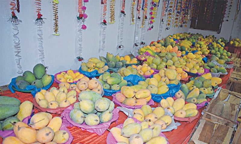 SOME of the 150 mango varieties put on display at the festival.&mdash;Dawn
