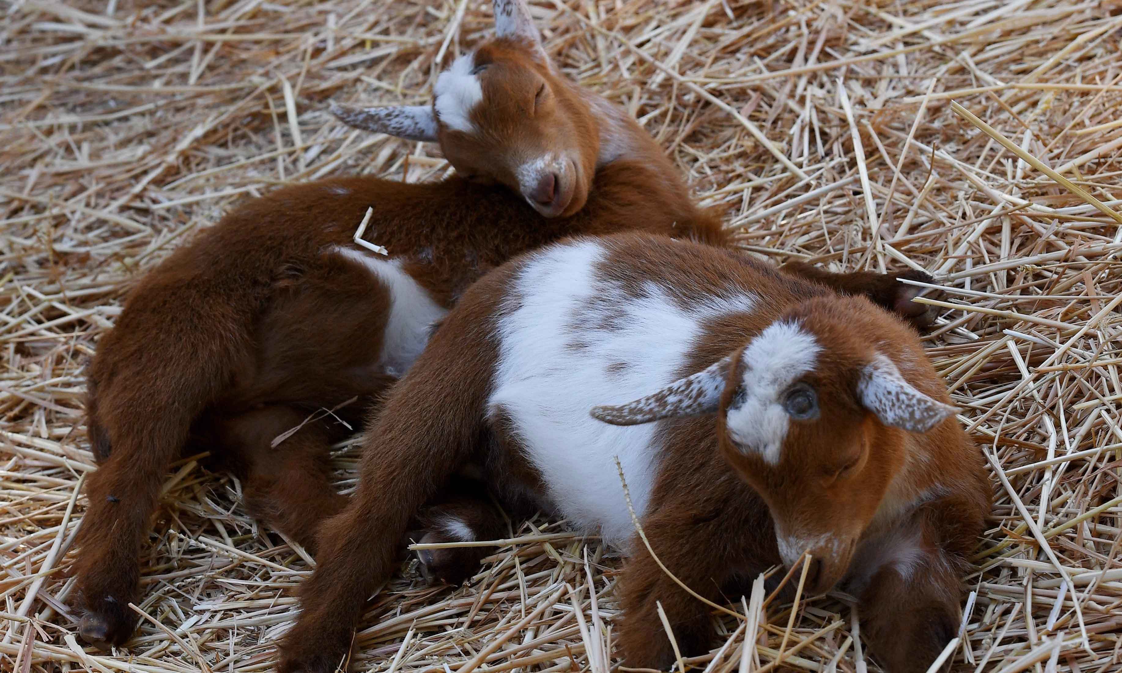 فوٹو/ اے ایف پی&mdash;۔