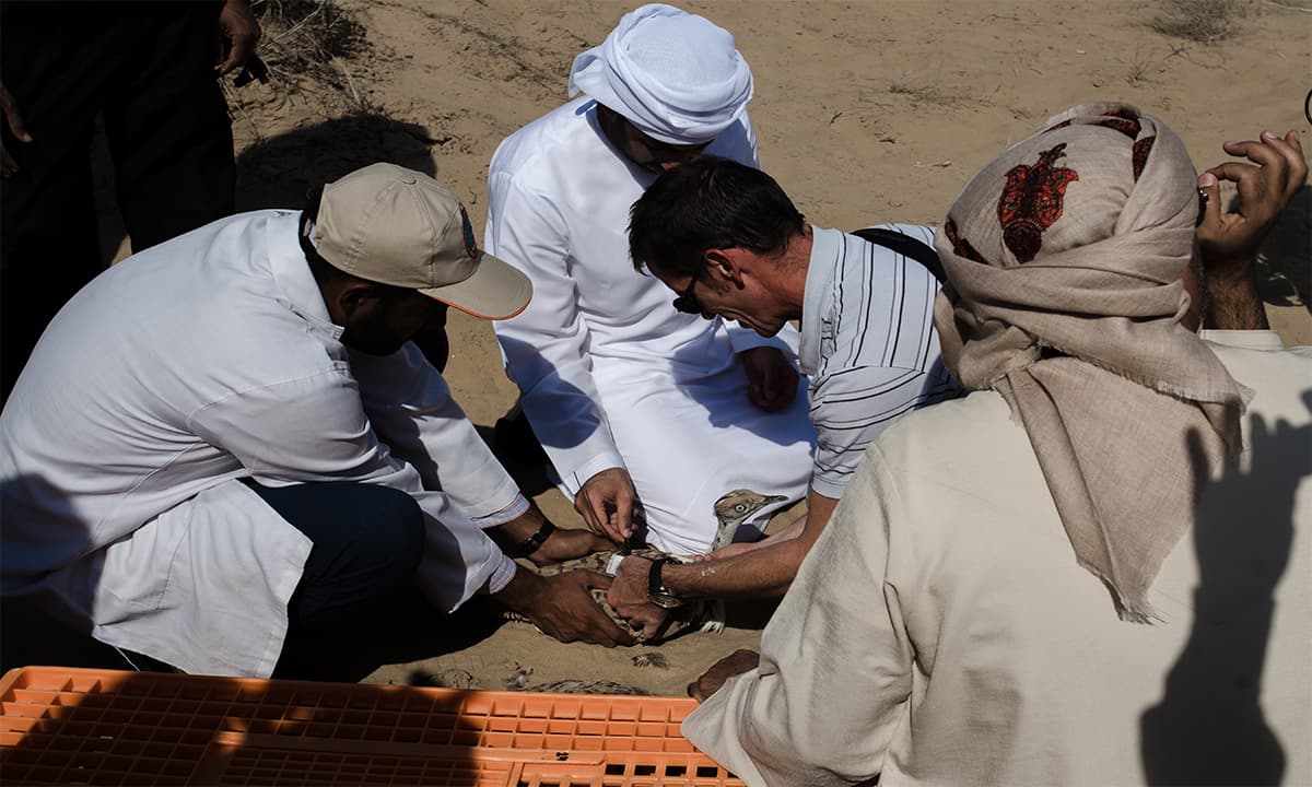 The IFHC research team strap a tracking device around a houbara bustard | Mohammad Ali, White Star