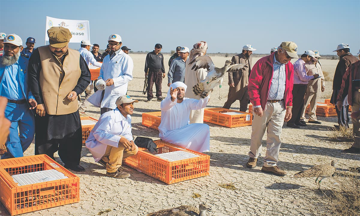 The release of 200 captive bred houbara bustards at the Lal Suhanra National Park in Bahawalpur | Mohammad Ali, White Star