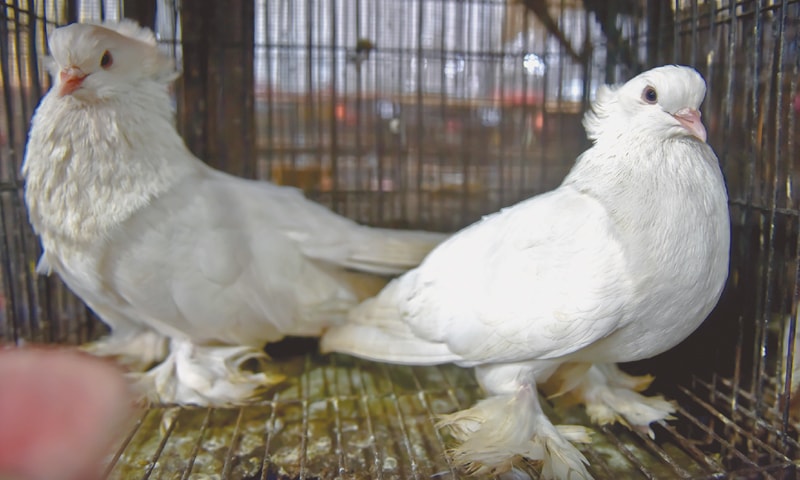 A pair of settinet pigeons -Photos by Fahim Siddiqi / White Star