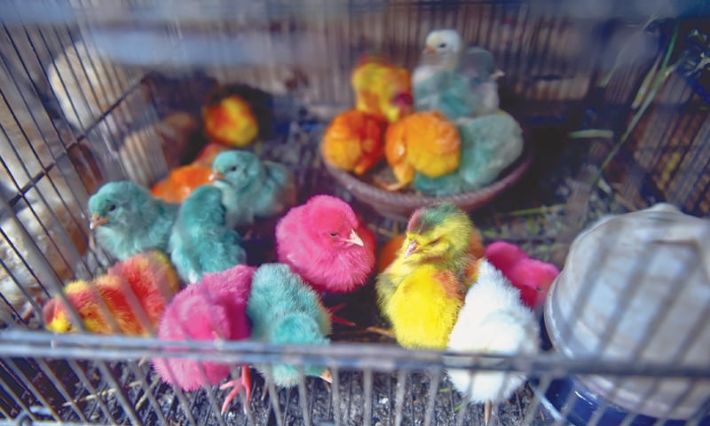 A spectrum of chicks -Photos by Fahim Siddiqi / White Star