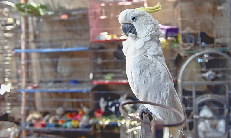 Fair and lovely &mdash; a cockatoo with attitude -Photos by Fahim Siddiqi / White Star
