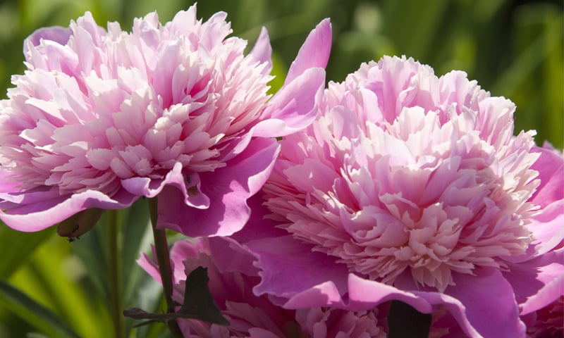 Paeonia | Photos by the writer Paeonia | Photos by the writer