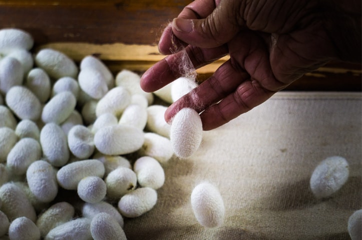 A silkworm cocoon can be stretched out to many times its size