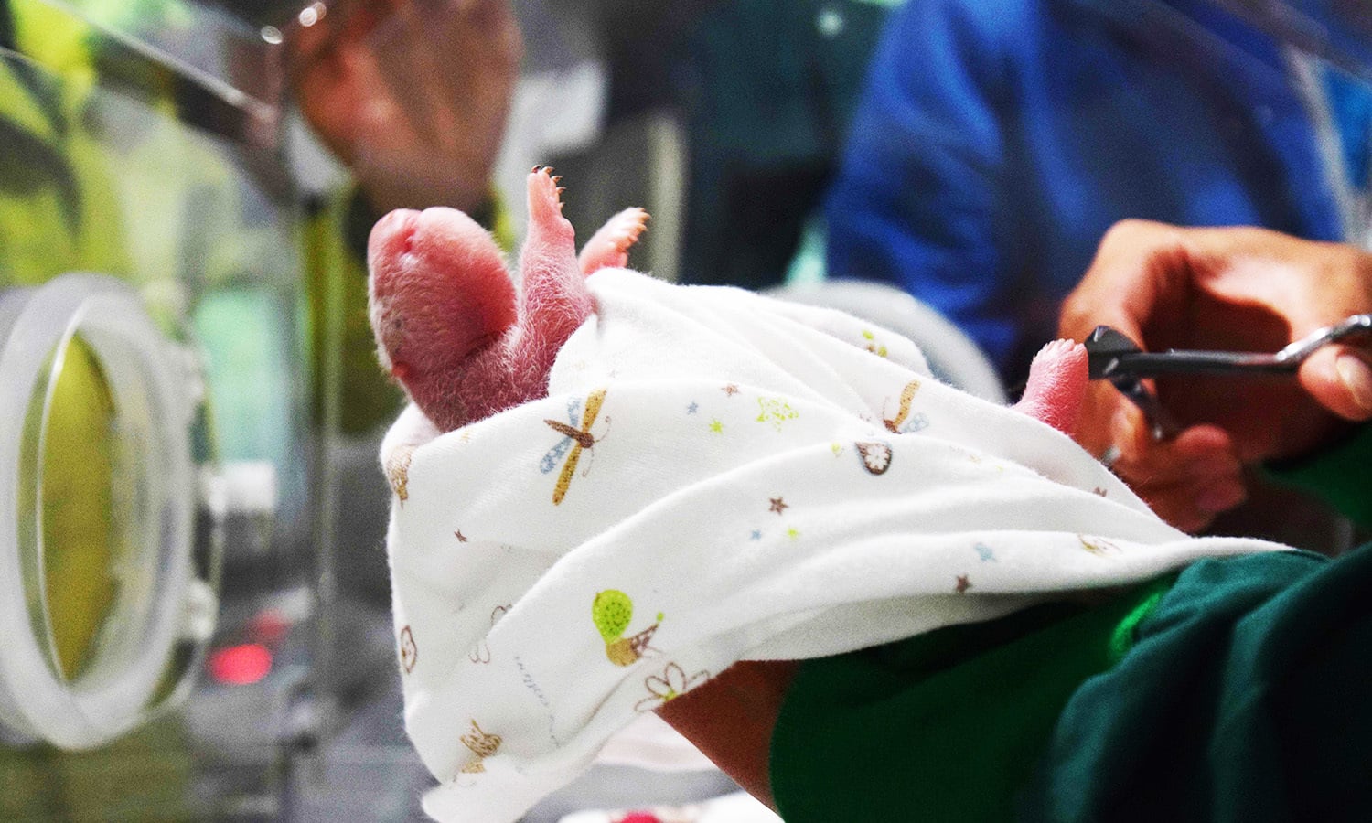 This photo shows a panda cub born to a mixed pair of wild and captive parents in China.—AFP