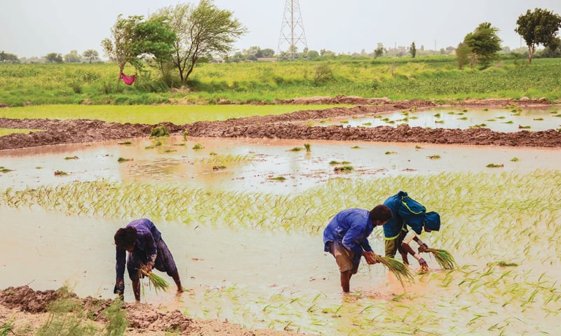 Back-breaking work at a rice paddy.—Photo by writer