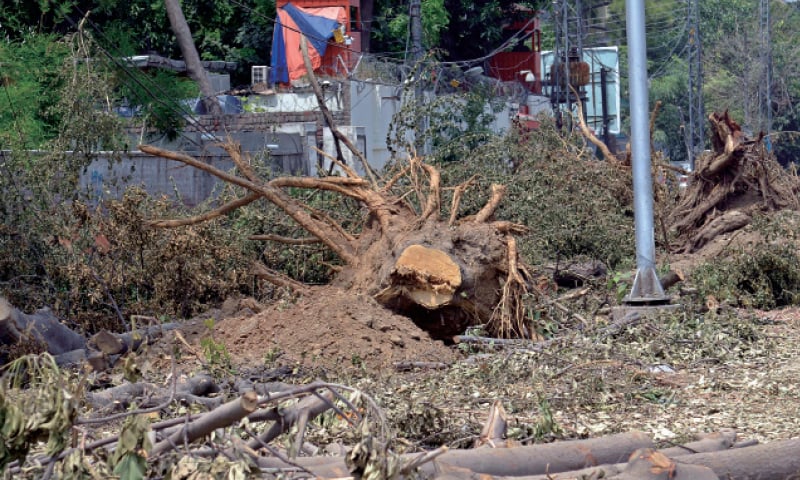 Cutting of trees on Jail Road. &mdash; White Star