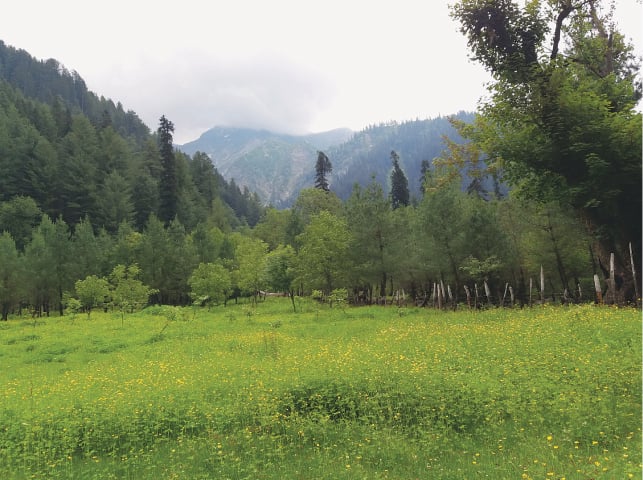 A field of yellow buttercups in the Beyari meadow, surrounded by mountains