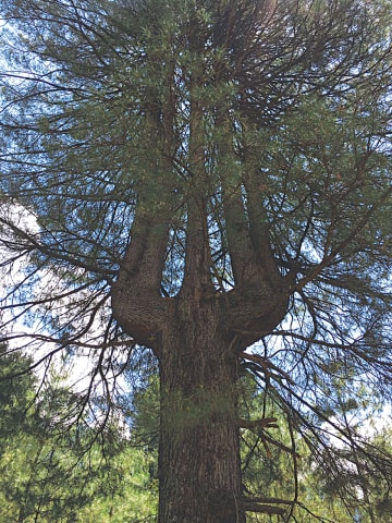 A tree in Monaal whose branches resemble the Arabic word ‘Allah’