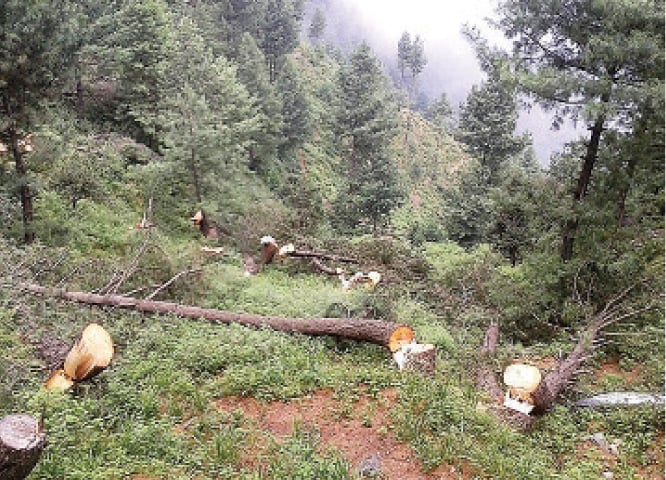 The pine trees cut down in the forest of Ajdari Bagh, Lower Dir. &mdash; Dawn