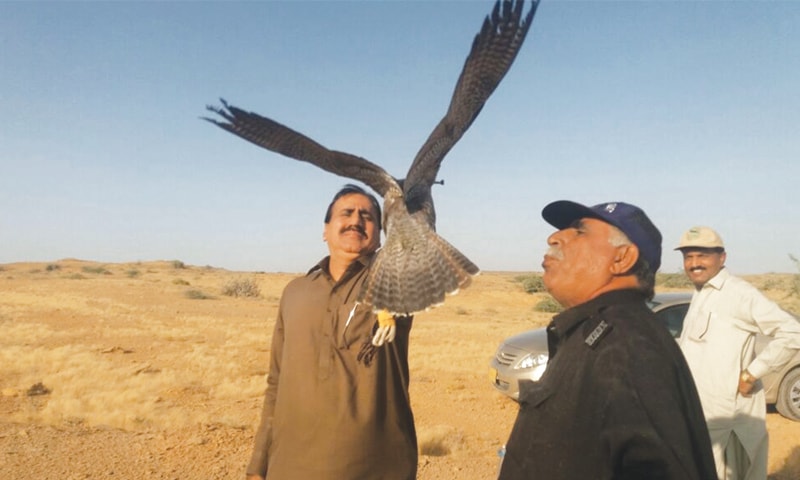 A FALCON being released into the wild on Thursday.
