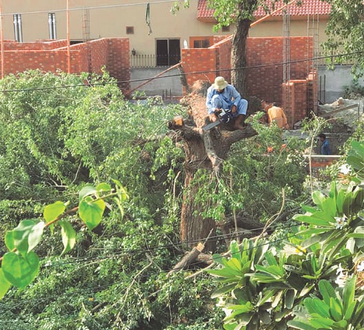 The glorious sheesham that bore the testimony of time, felled | Photos by the writer