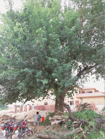 A man sits under the shade of the sheesham