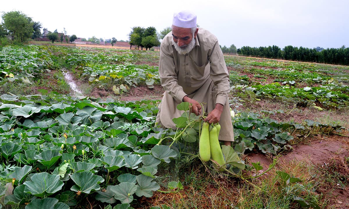 A farmer harvests bottle gourd (loki) at a farm in Peshawar | Shahbaz Butt, White Star