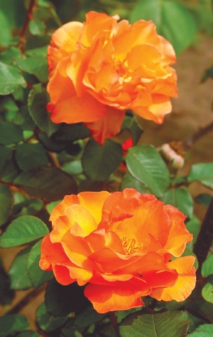 Sunset roses | Photos by the writer