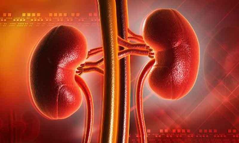 ہر انسان کو 2 گردے ہوتے ہیں&mdash;فوٹو: شٹر اسٹاک